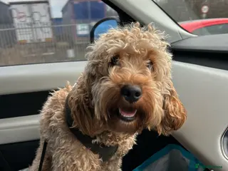 Cockapoo dogs Cockapoo *PLEASE READ BELOW* - Advert 1