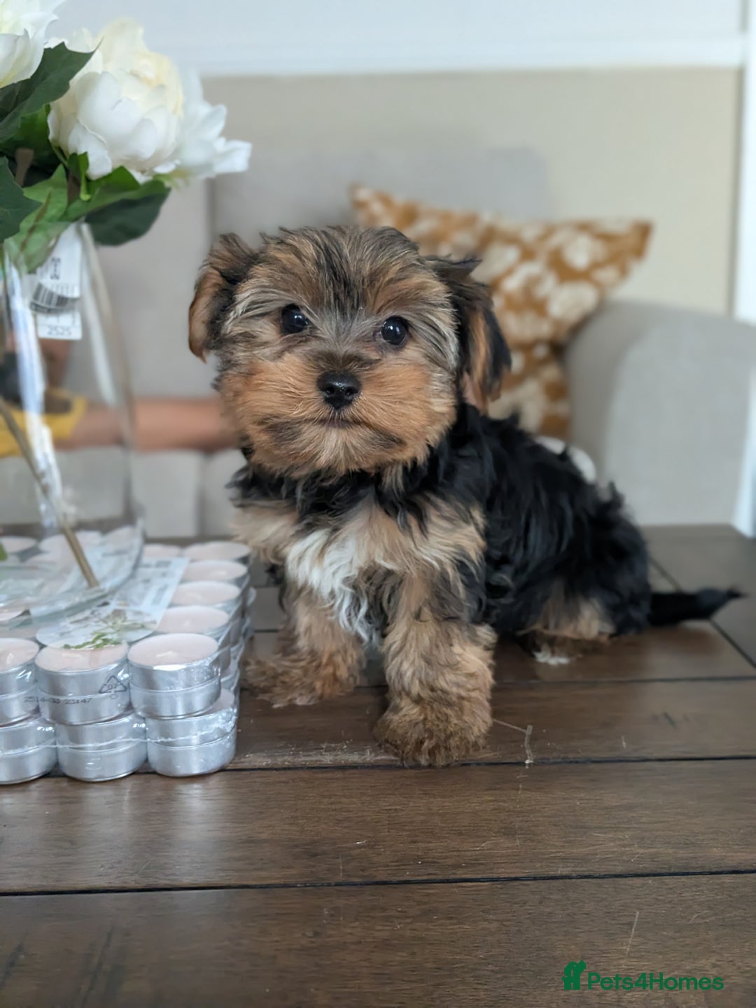 Yorkshire Terrier dogs for sale: 3 Male Yorkshire terriers left  - Image 27