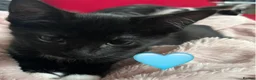 Mixed Breed cats for sale: 😻💚🩵💙🧡💛😻 - Advert 22