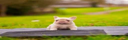 French Bulldog dogs for sale: French bulldogs Fluffy carriers  - Advert 2