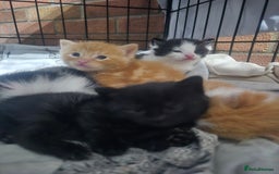 Mixed Breed cats for sale: Playful kittens🥰 - Advert 13