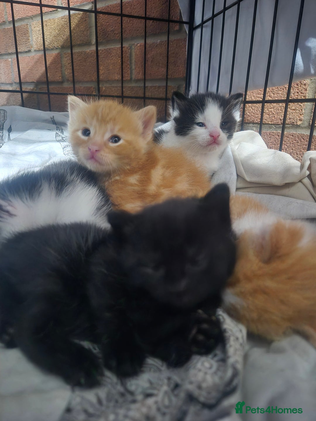 Mixed Breed cats for sale: Playful kittens🥰 - Advert 13