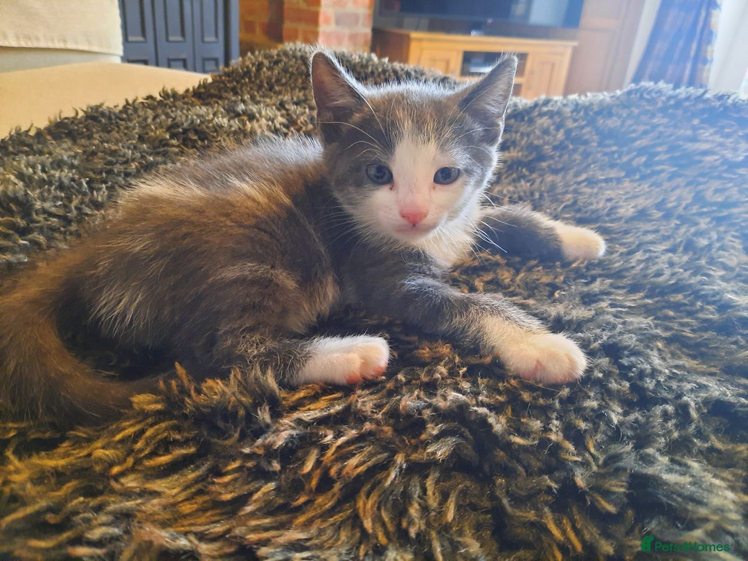 Mixed Breed cats for sale: Beautiful friendly kittens.  - Image 4