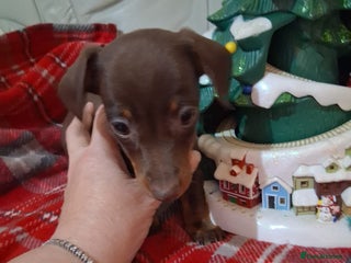 Miniature Dachshund dogs Kc miniature dachshund puppies - Advert 10