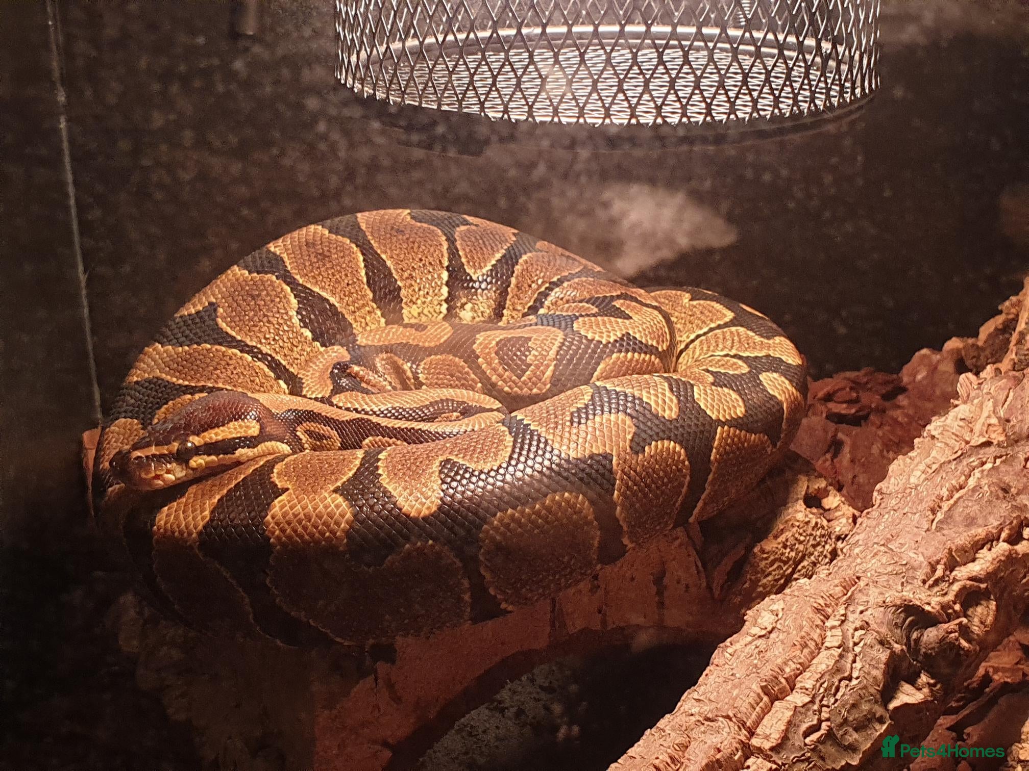 Python Snake reptiles Royal/Ball Python for Sale - Advert 1