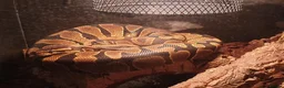 Python Snake reptiles for sale: Royal/Ball Python for Sale - Advert 1