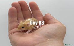 Mouse rodents for sale: fancy mice - (please read the description).  - Image 15