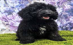 Cockapoo dogs for sale: READY NOW !! sable & brindle tri colour cockapoos - Image 34
