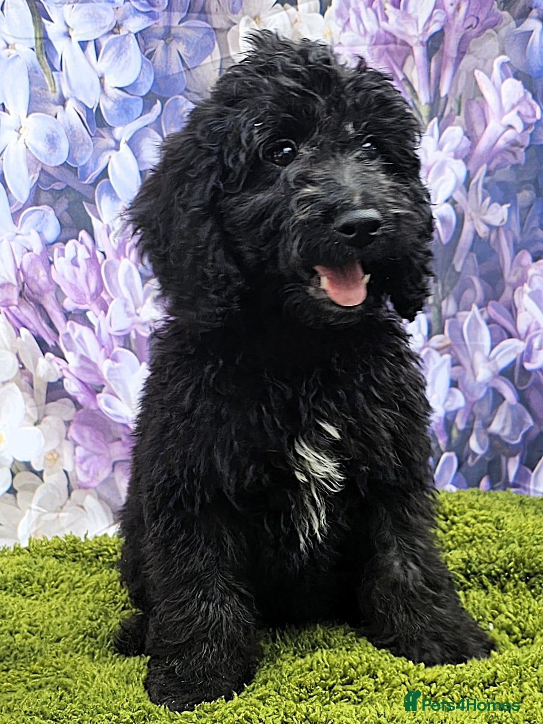 Cockapoo dogs for sale: READY NOW !! sable & brindle tri colour cockapoos - Image 34