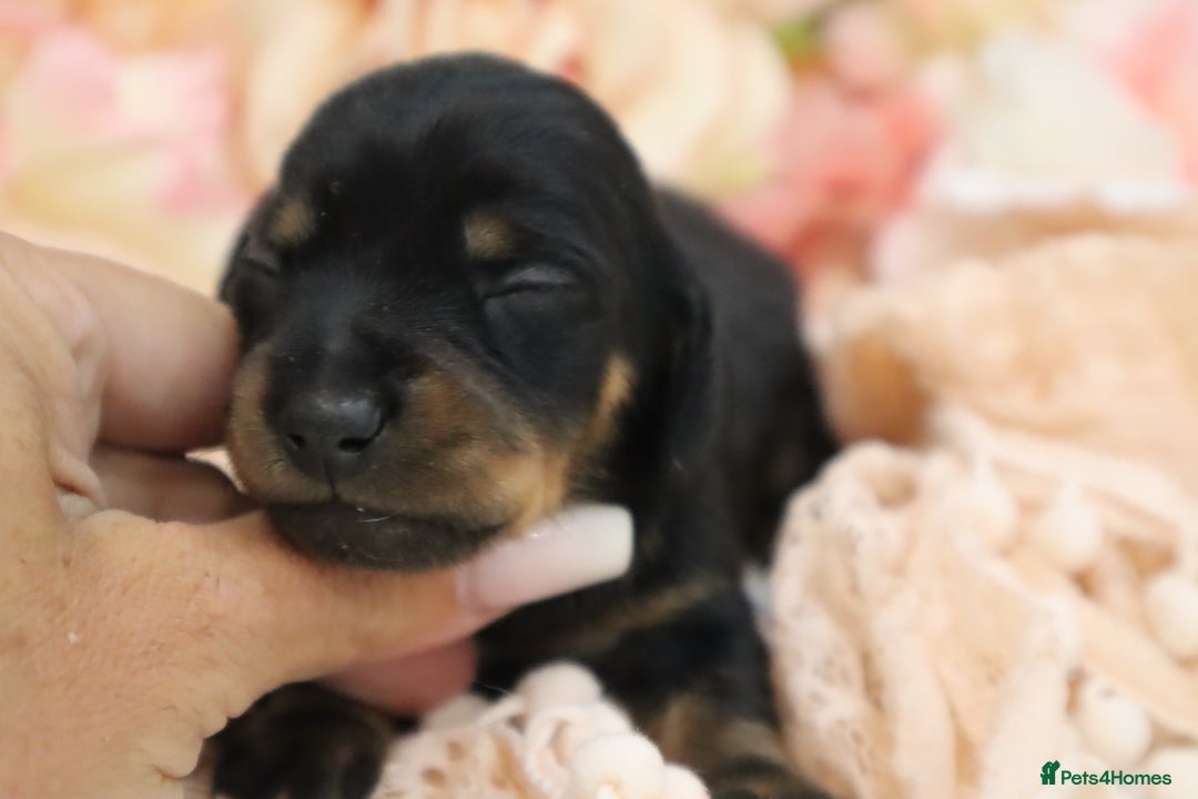 Miniature Dachshund dogs for sale: KC Miniature Dachshund Puppies - Image 4