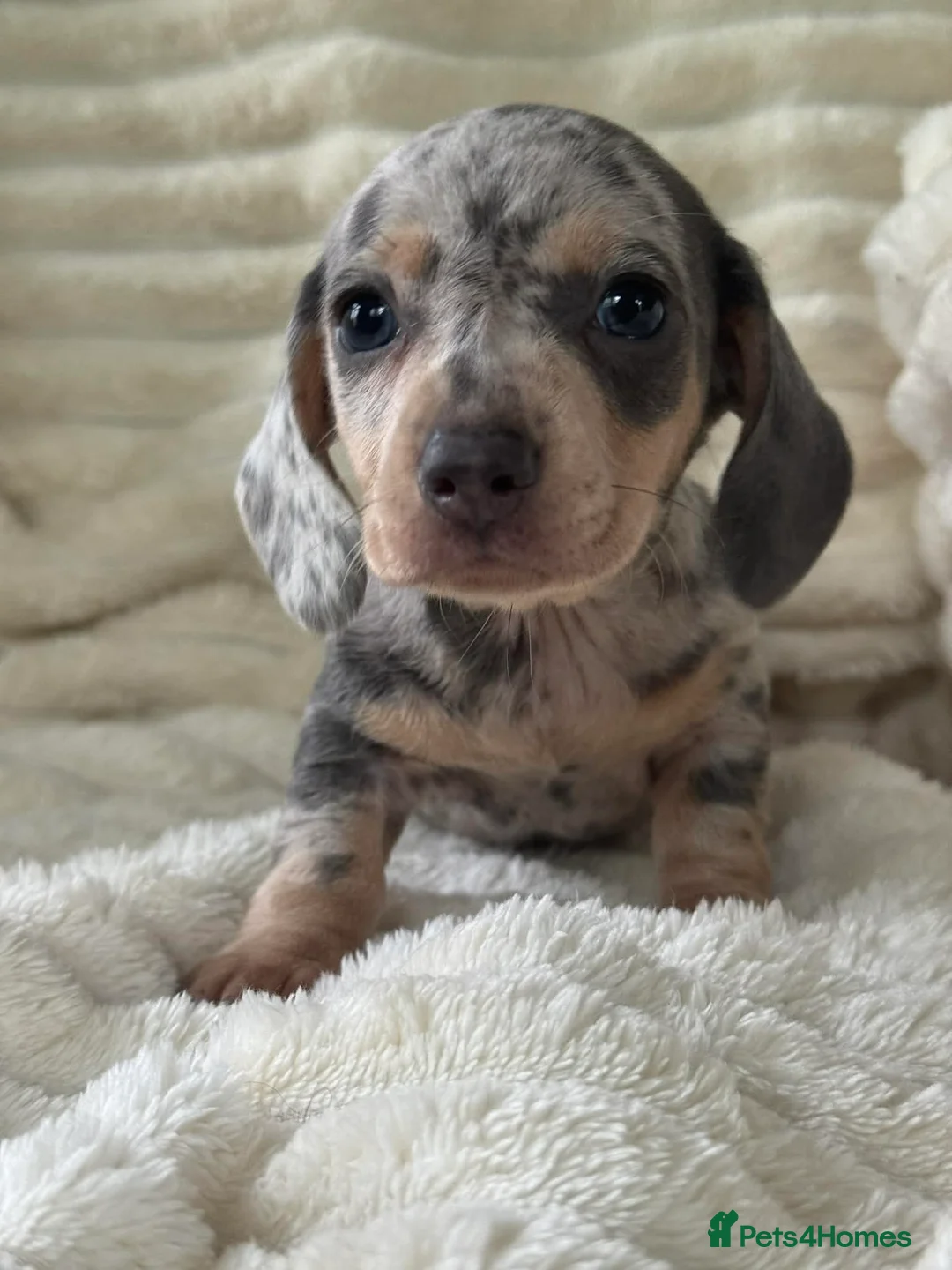 Miniature Dachshund dogs for sale: Mini dachshund puppies in Durham - Advert 2