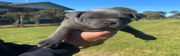 Staffordshire Bull Terrier dogs for sale: Affordable blueish Staffys for good homes in Harlow - Advert 3