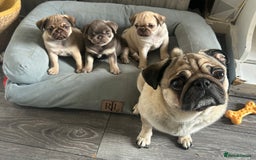 Pug dogs for sale: Pug puppy for sale - Image 4