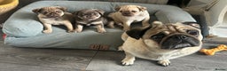 Pug dogs for sale: Pug puppy for sale - Advert 4