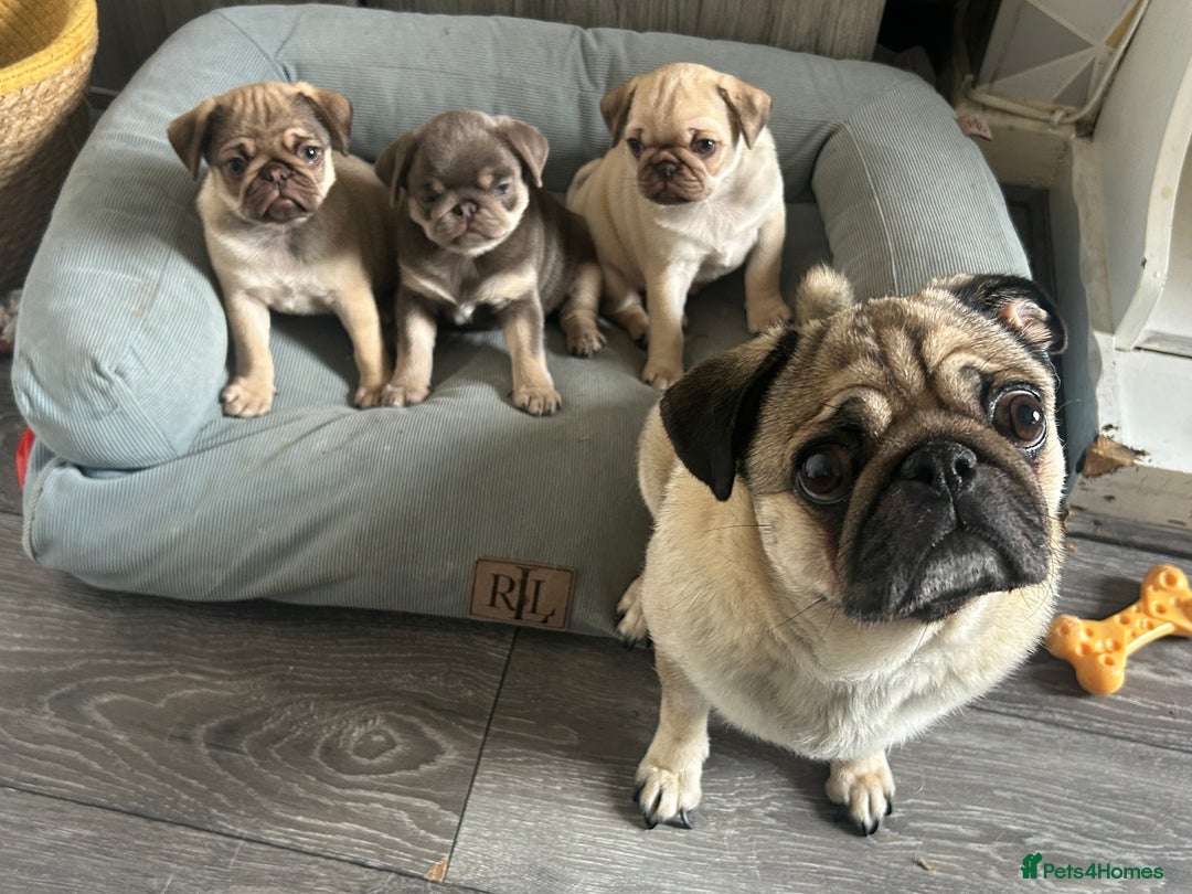 Pug dogs for sale: Pug puppy for sale - Image 4