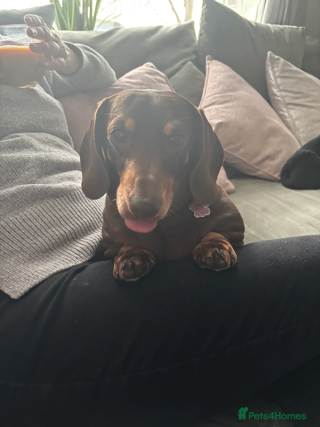 Miniature Dachshund dogs for sale: **FREE** beautiful neutered female mini dachshund  - Advert 2