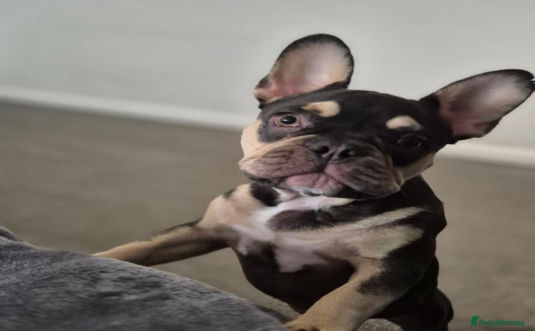 French Bulldog dogs - Advert 10