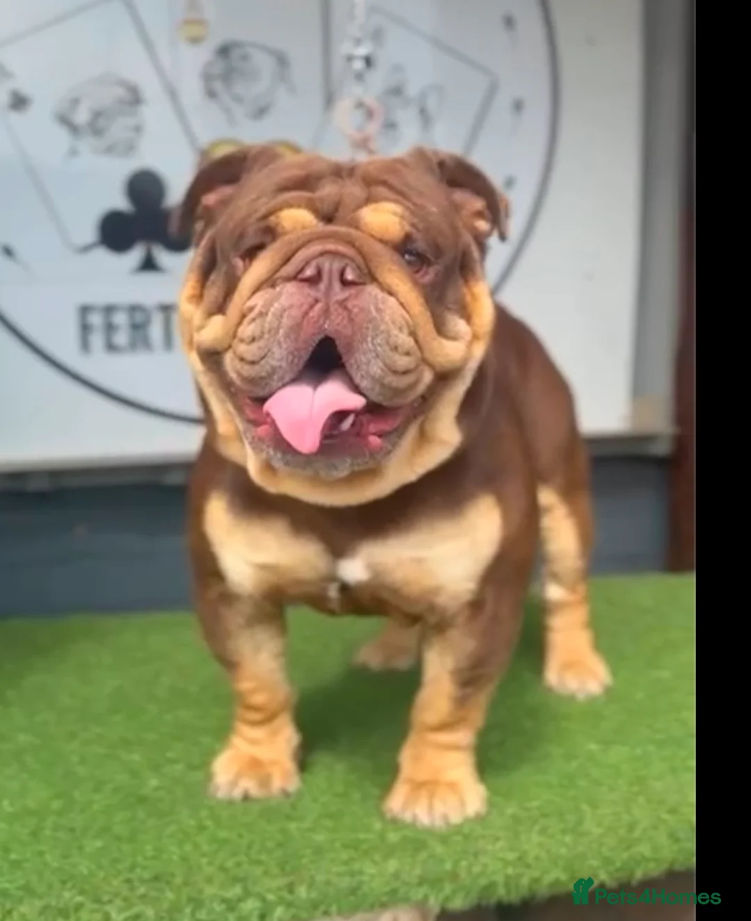 English Bulldog dogs for stud: 🍫🍫 CHOCOLATE & TAN BOY 🍫🍫 in Southend-on-Sea - Advert 3