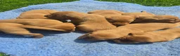Labrador Retriever dogs for sale: Beautiful Fox Red Labrador Puppies For Sale - Advert 2