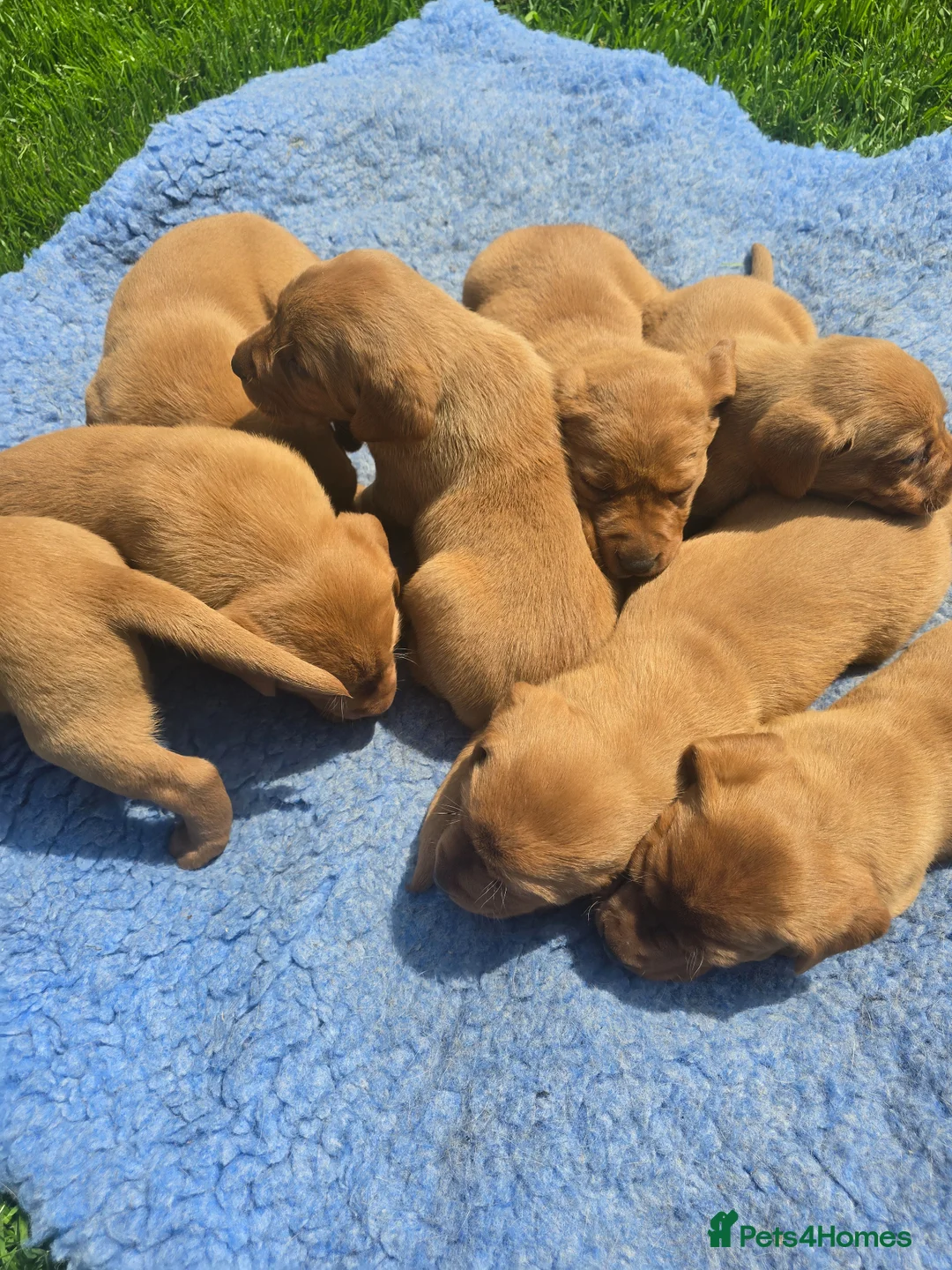 Labrador Retriever dogs for sale: Beautiful Fox Red Labrador Puppies For Sale - Advert 2