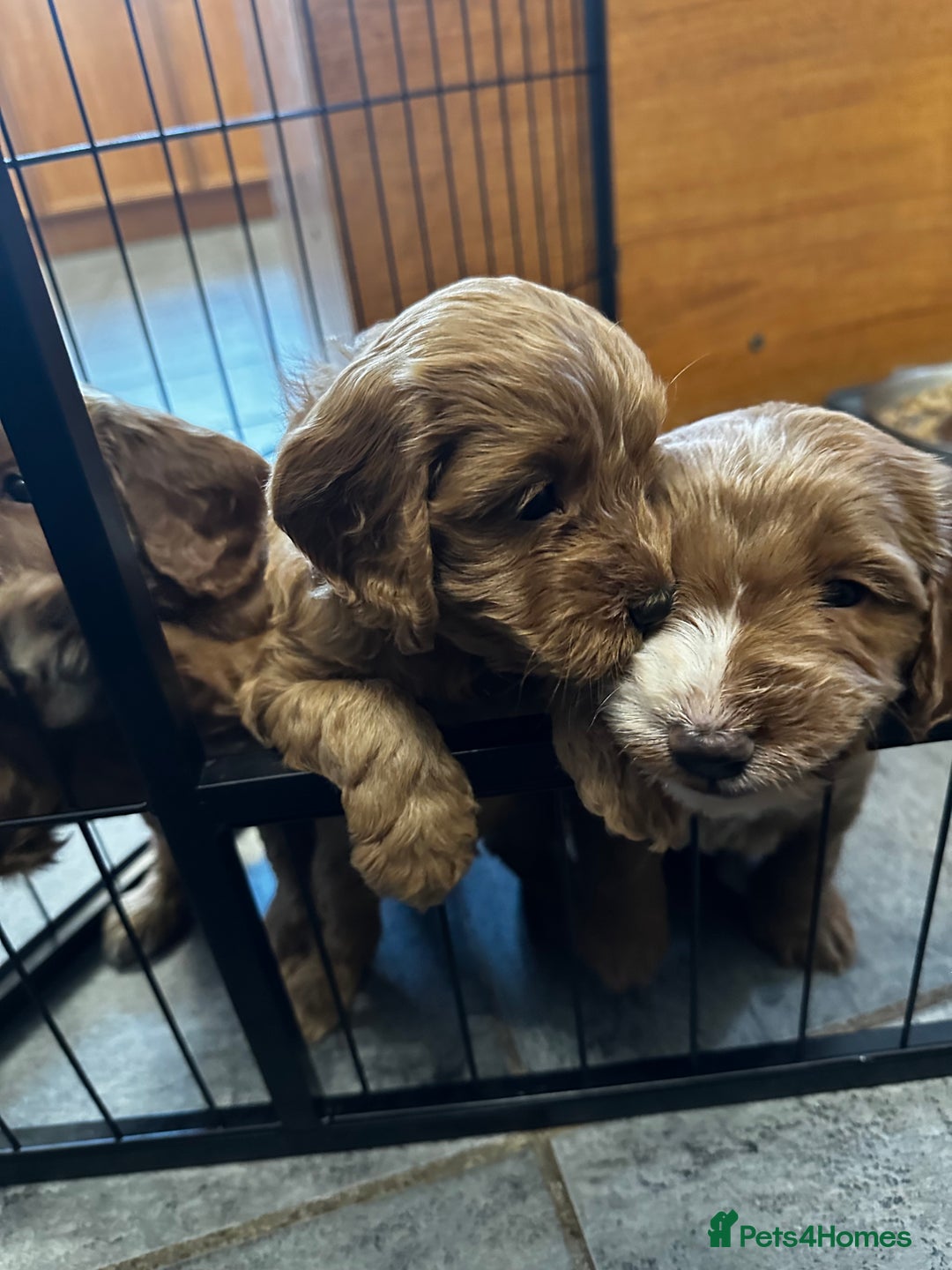 Cockapoo dogs for sale: F1 Red Cockapoo puppies ~ ⭐️ready Now ⭐️  - Image 31
