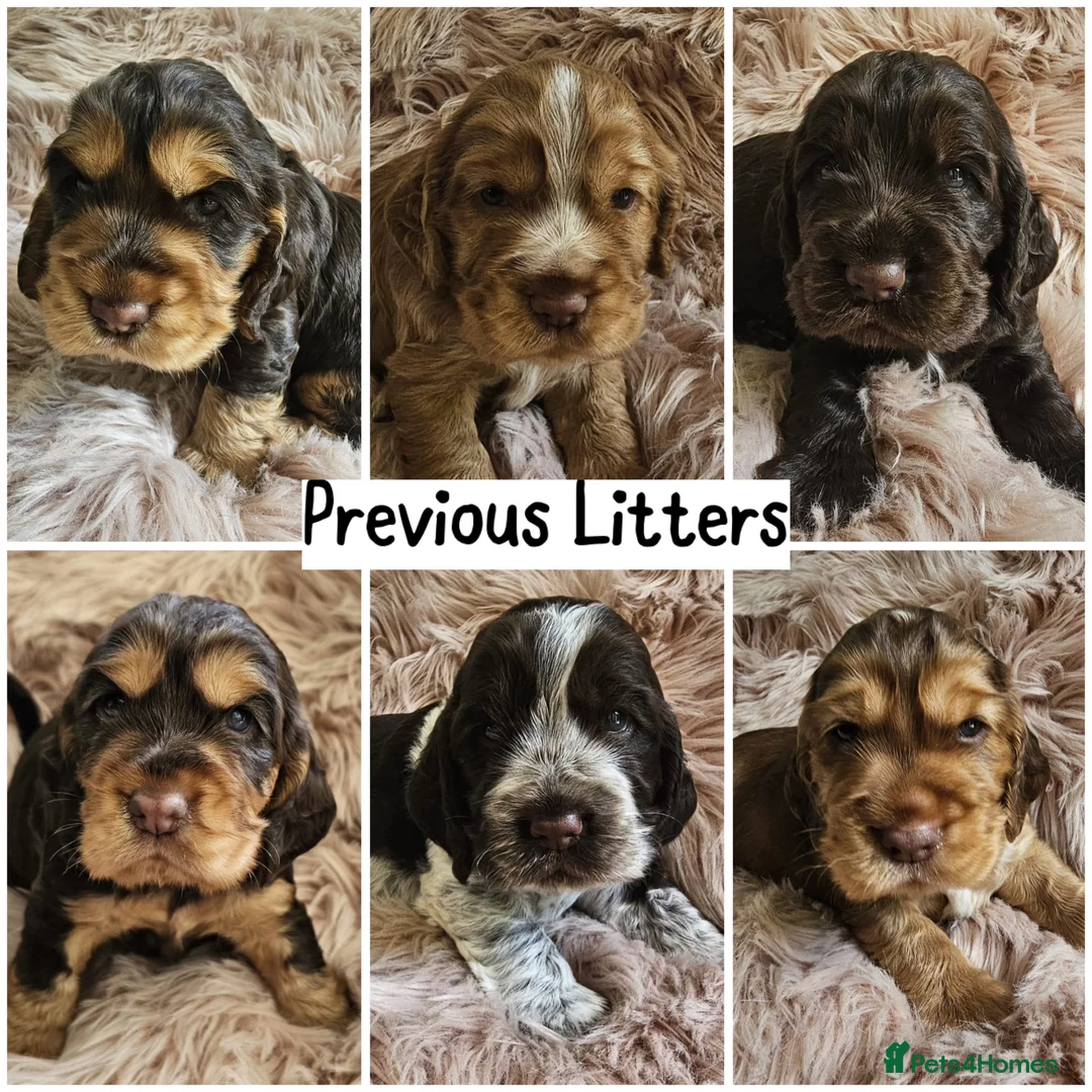 Cocker Spaniel dogs for stud: EXTENSIVELY Health Tested KC Show Cocker STUD in Chesterfield - Advert 20