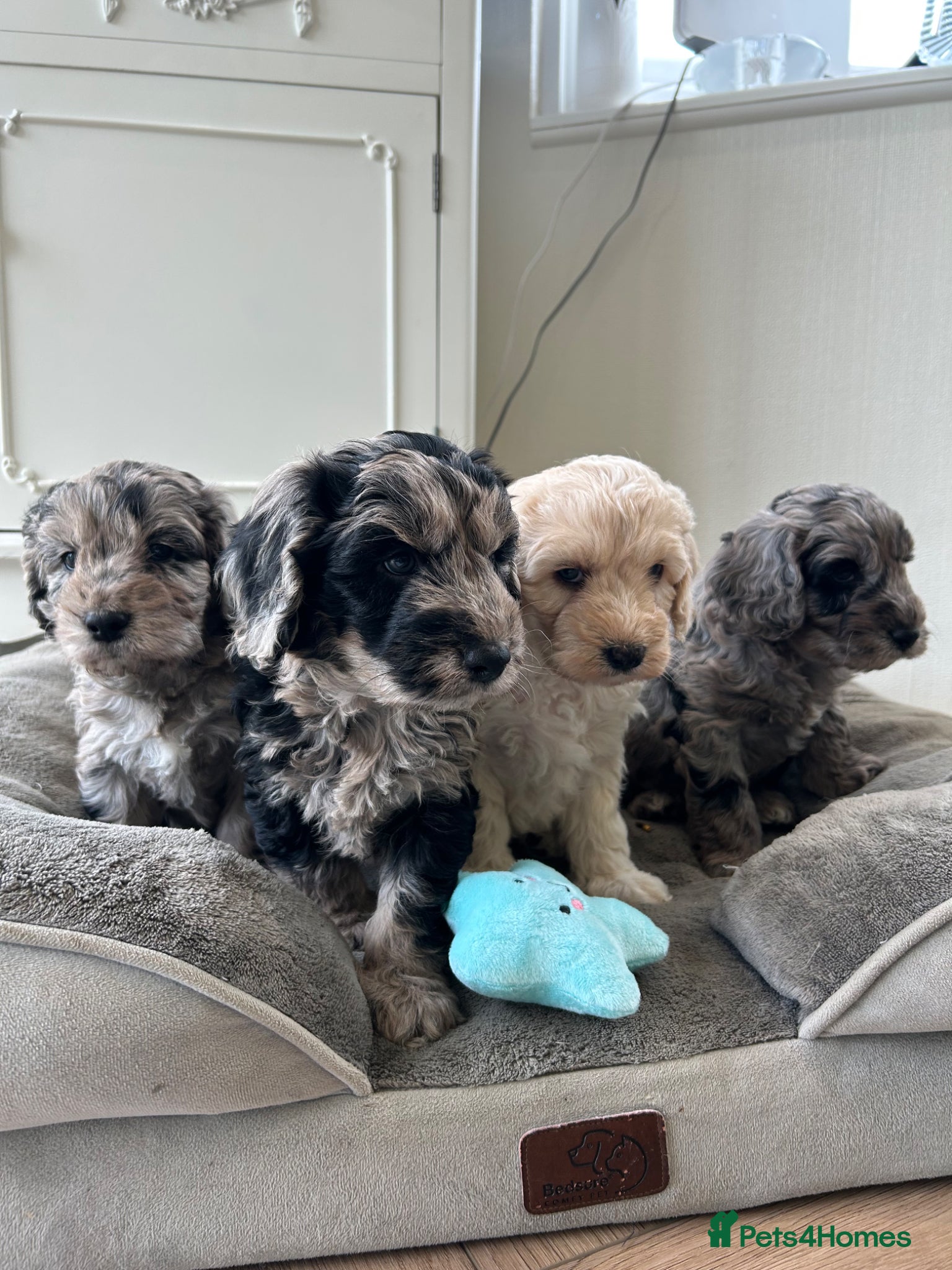 Cockapoo dogs Quality F1 cockapoos for sale - Advert 1