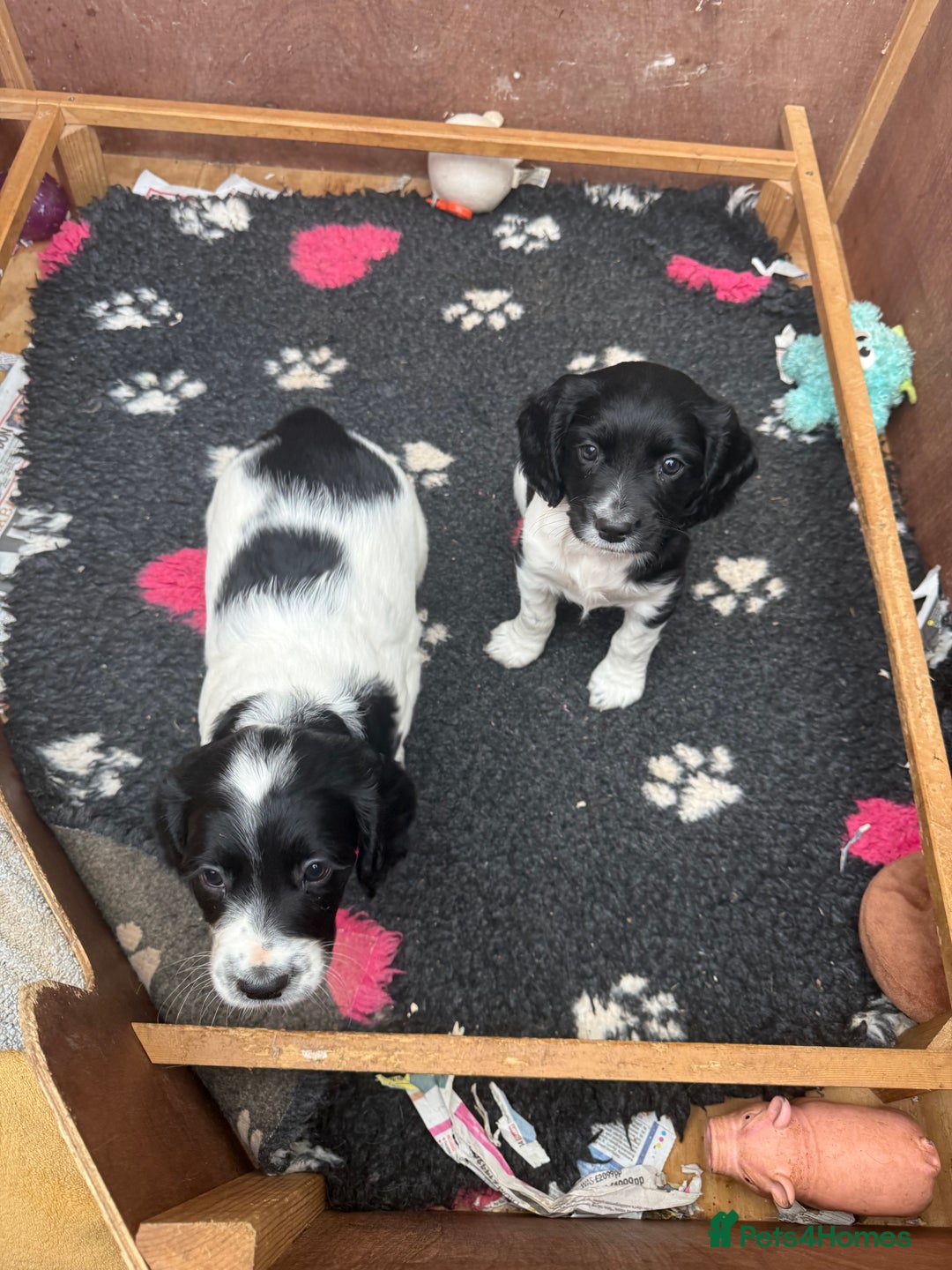 Sprocker dogs for sale: 2 sprockers available  - Advert 24