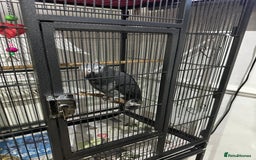 Parrots birds for sale: African grey  - Image 5