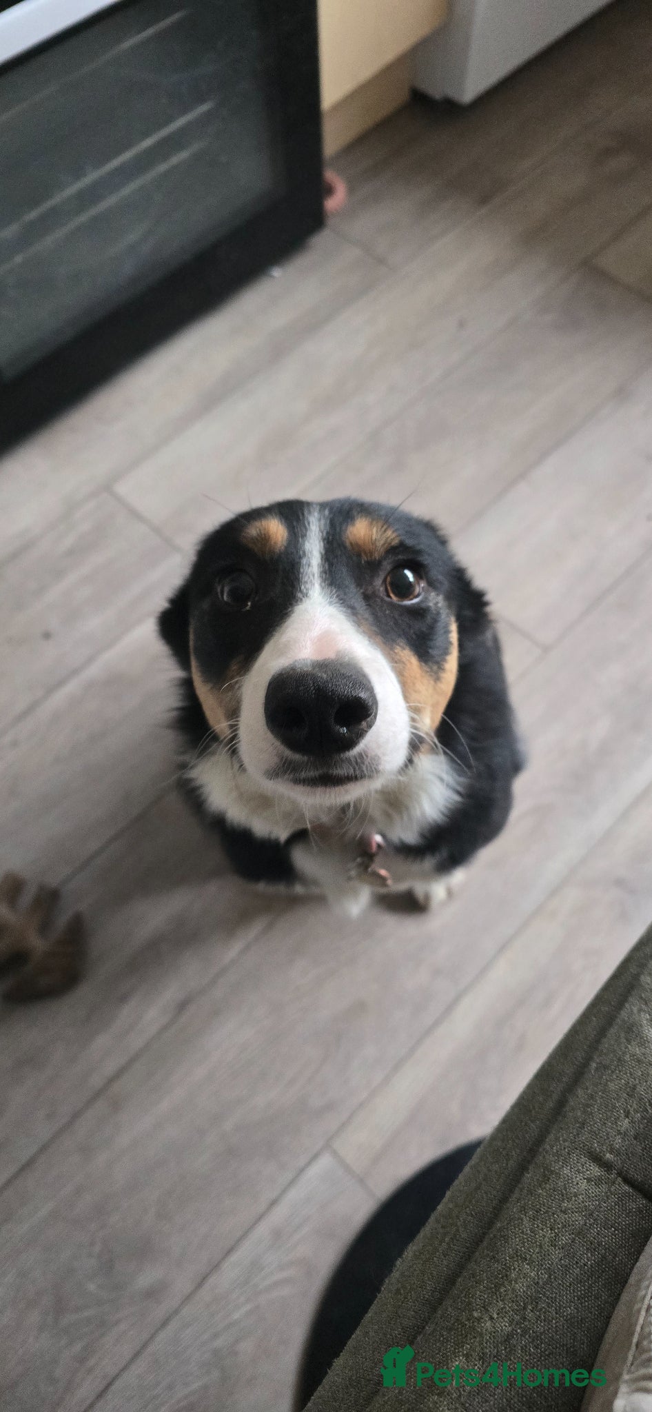 Border Collie dogs Rehoming Boarder Collie Female - Advert 1