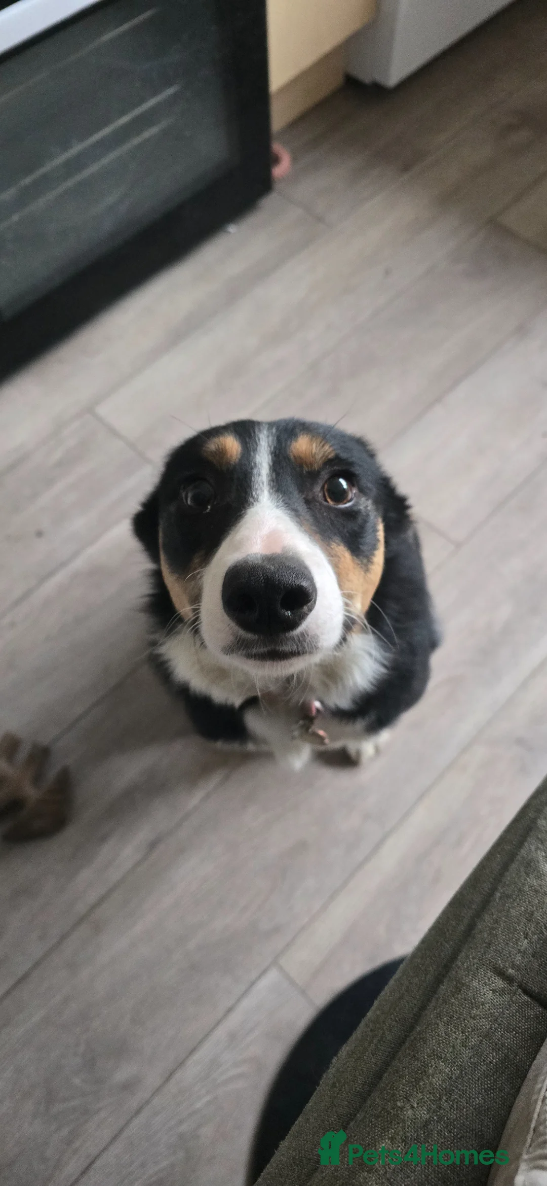 Border Collie dogs for sale: Rehoming Boarder Collie Female in Salisbury - Advert 1