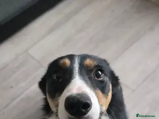 Border Collie dogs Rehoming Boarder Collie Female - Advert 1