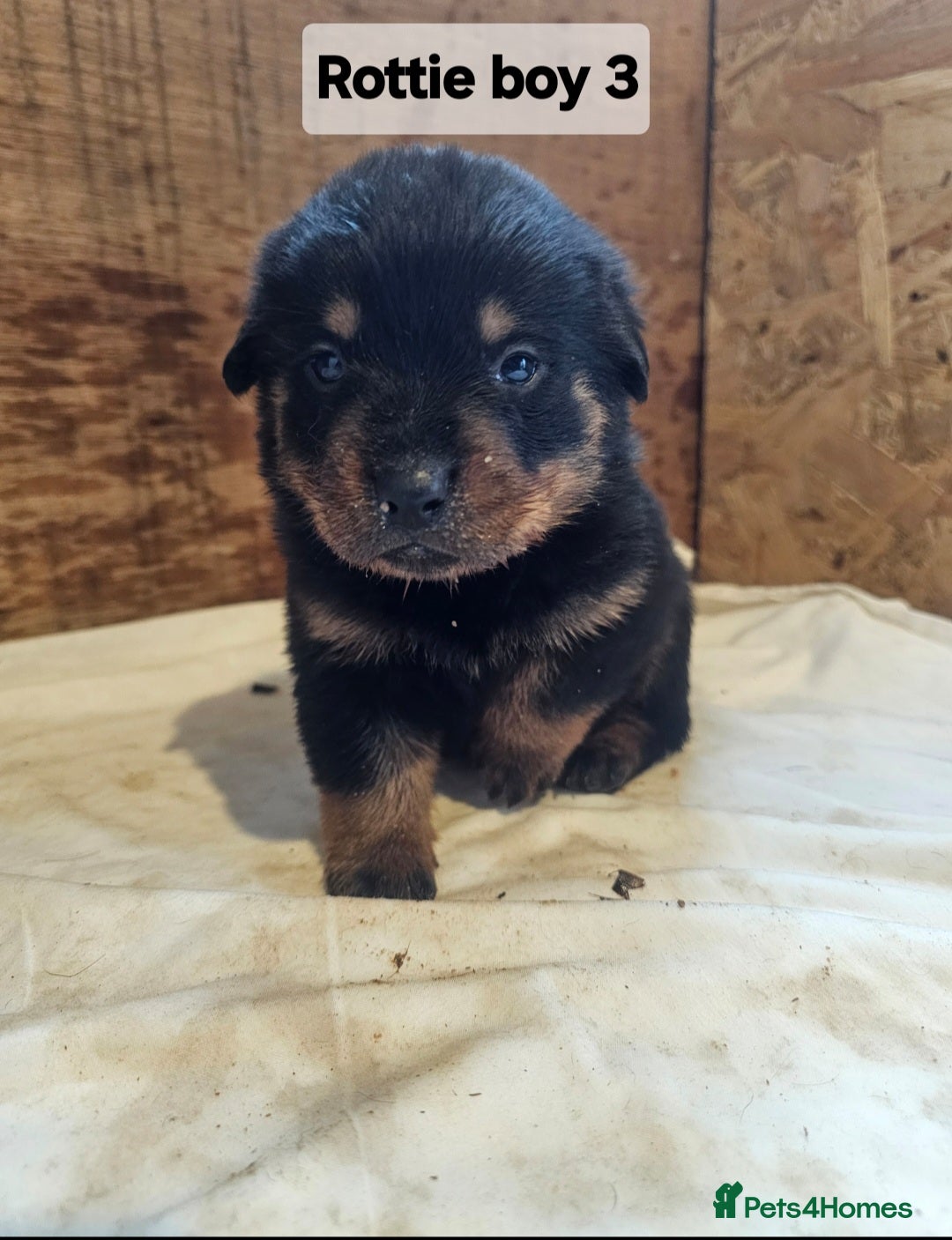 Rottweiler dogs for sale: 3 Beautiful rottweiler pups - Advert 8