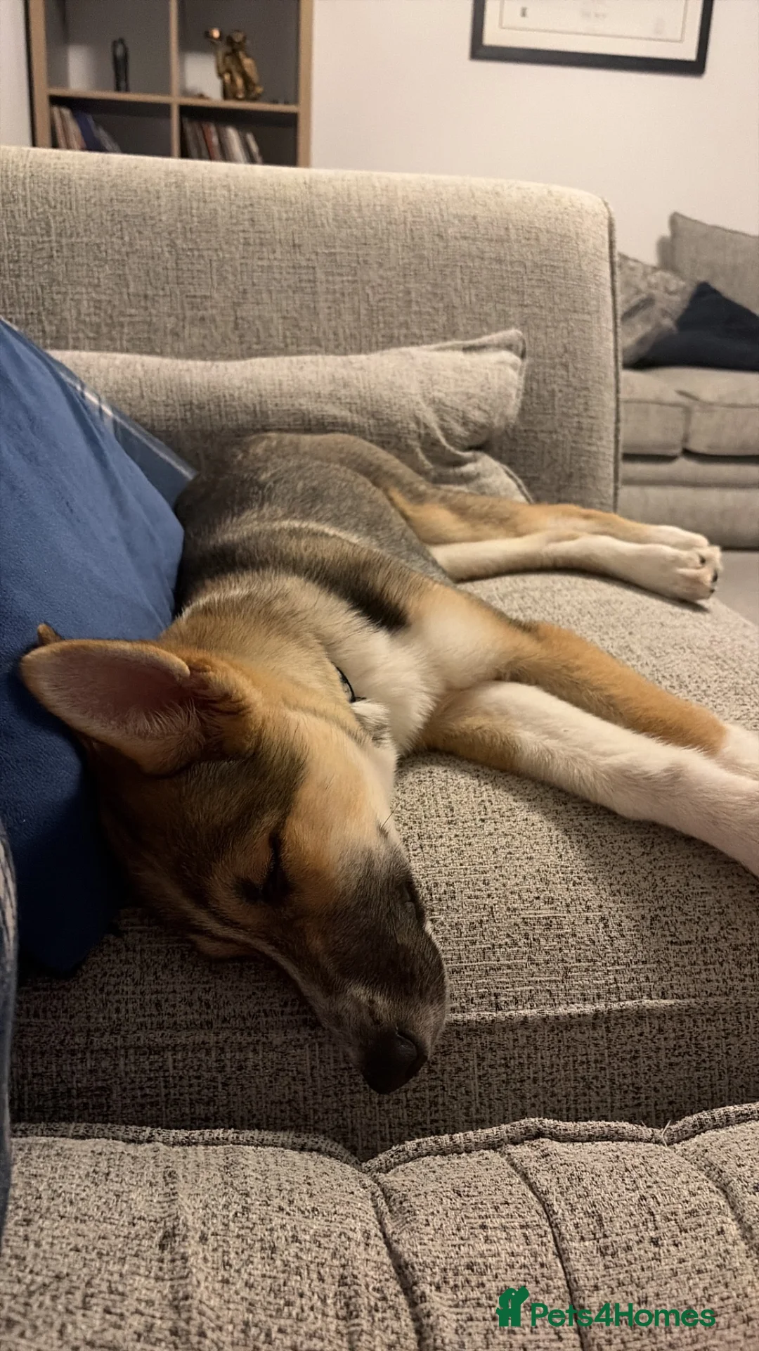 Shepsky dogs for sale: 5 month old Shepsky female  in Grantham - Advert 5