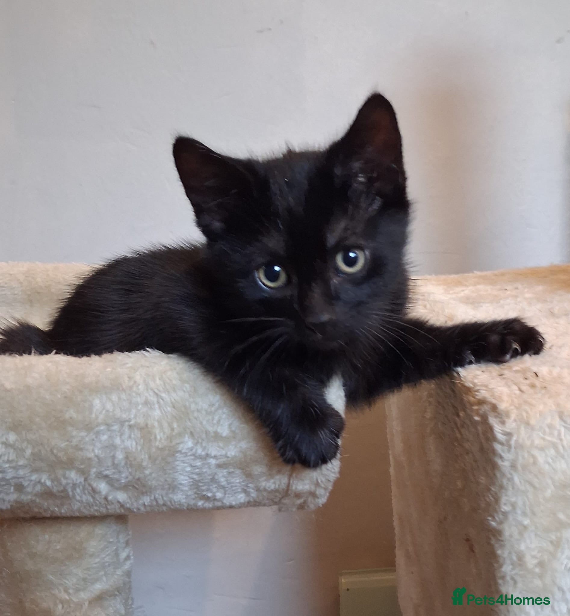 Mixed Breed cats Rescue kittens ready for perfect homes! - Advert 2