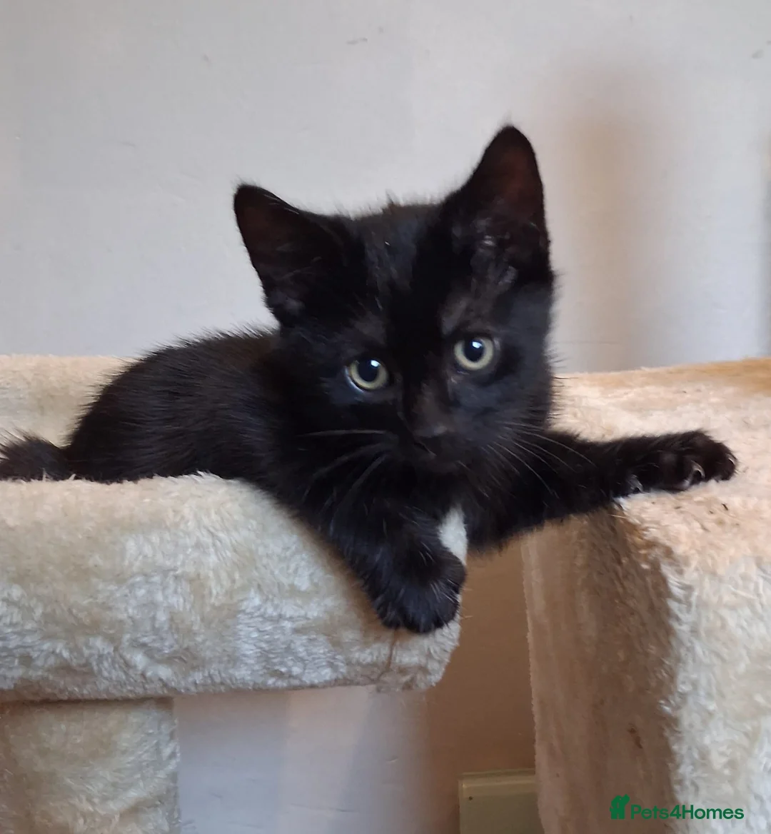 Mixed Breed cats for adoption: Rescue kittens ready for perfect homes! - Advert 2