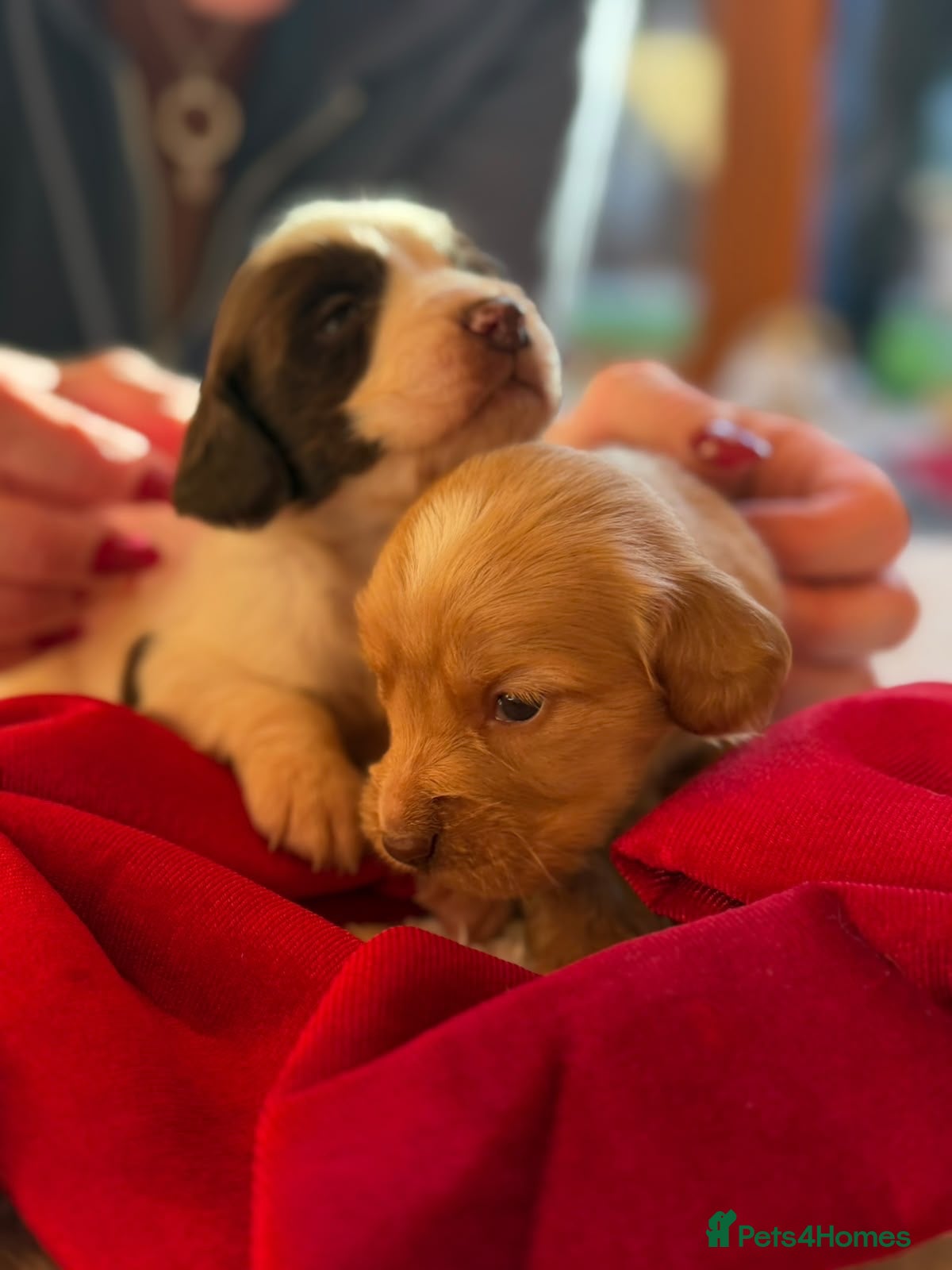 Sprocker dogs Beautiful Sprocker spaniel pups  - Advert 6