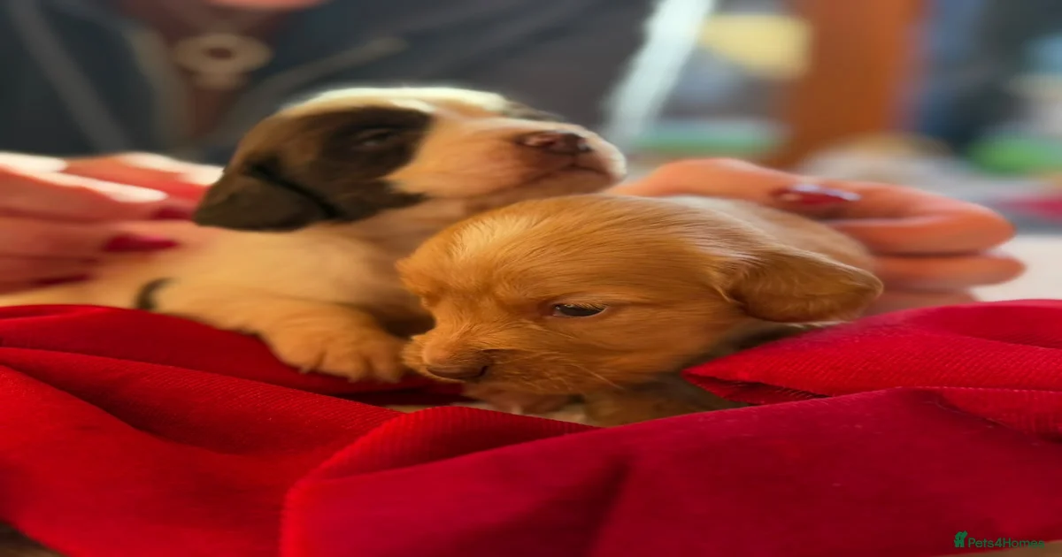 Beautiful Sprocker spaniel pups for sale in Kidderminster | Pets4Homes