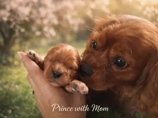 Cavalier King Charles Spaniel dogs KC reg spaniels health tested parents boys girls - Advert 13