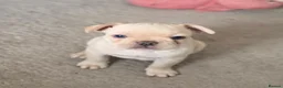 French Bulldog dogs for sale: French bulldog Puppies.  - Advert 25