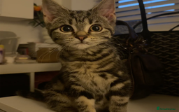 Mixed Breed cats for sale: cute kitten fast rehoming  (free) - Image 1
