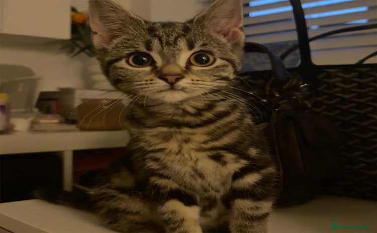 Mixed Breed cats - Advert 12