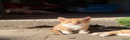 Mixed Breed cats for sale: Two boy ginger kittens  - Advert 3