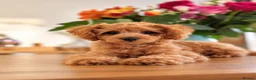 Cockapoo dogs for sale: 1 female Cockerpoo fully vaccinated  - Advert 12