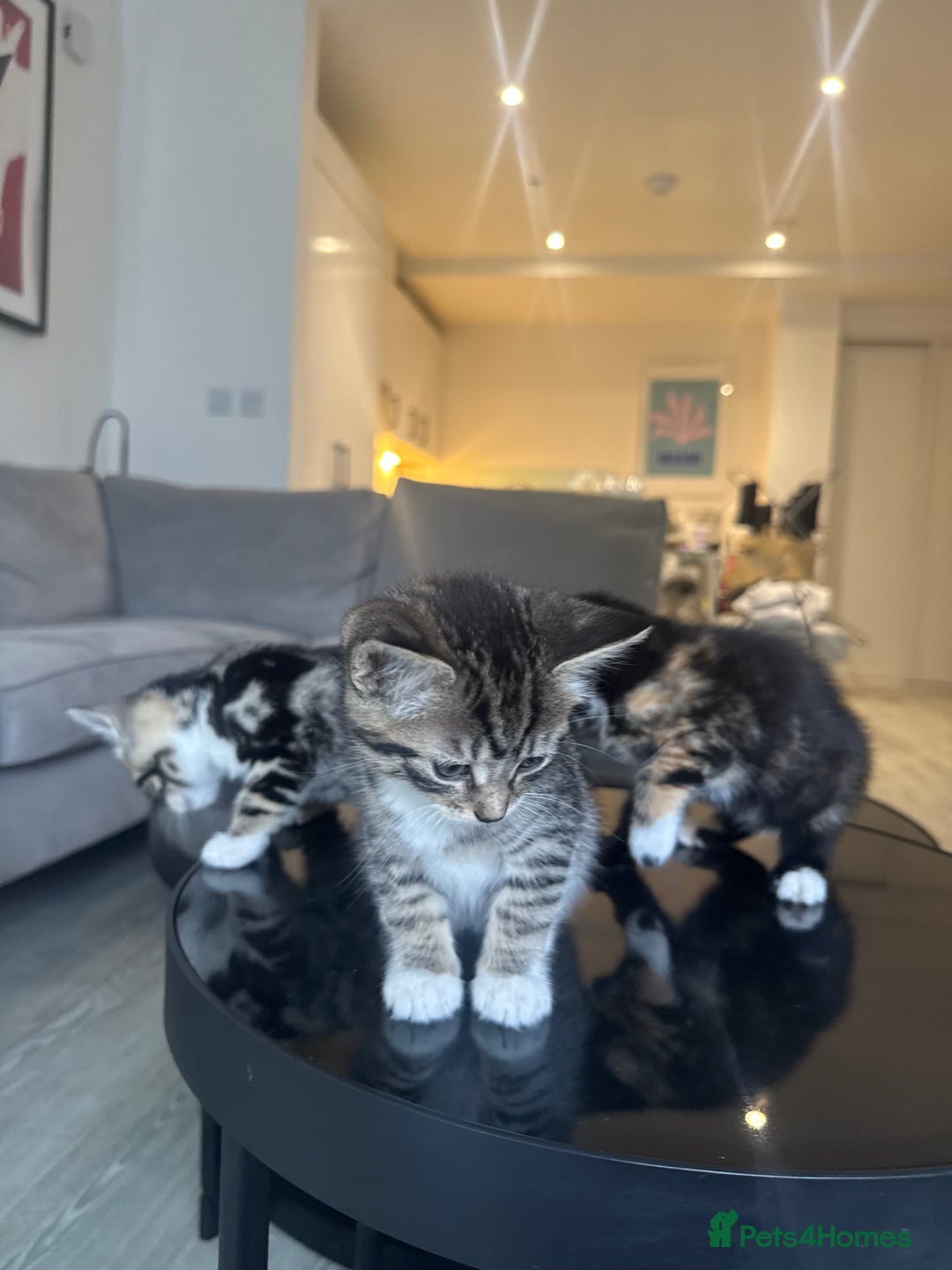 Mixed Breed cats for sale: Mixed Ragdoll / Tabby Adorable Kittens  - Image 8