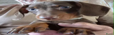 Dachshund 2