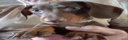 Dachshund dogs for sale: Miniature dachshund puppies - Advert 2