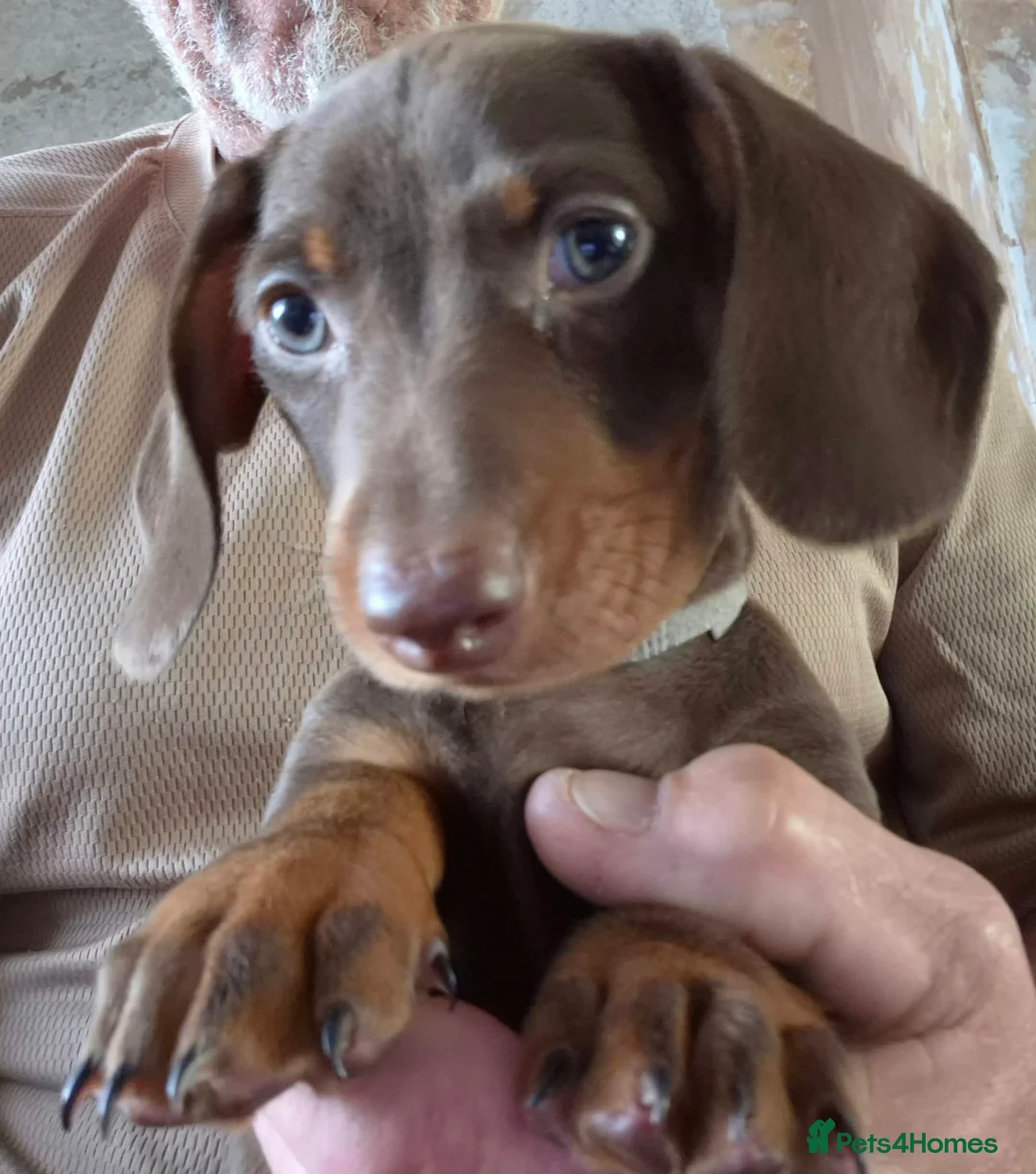 Dachshund dogs for sale: Miniature dachshund puppies - Advert 2