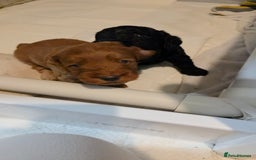 Cockapoo dogs for sale: 1 Beautiful Fox Red Boy Cockapoo Left  - Advert 10