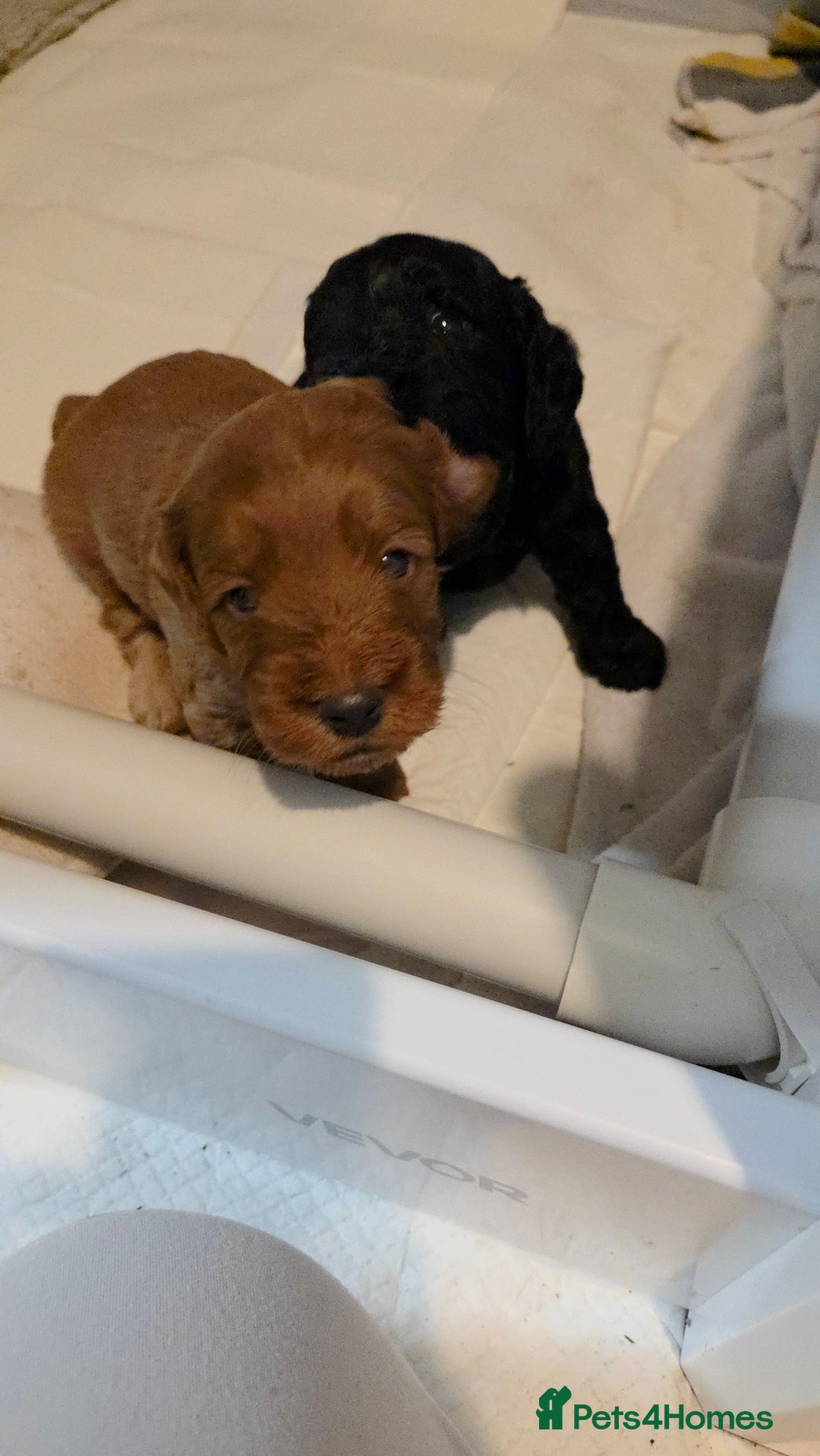 Cockapoo dogs for sale: 1 Beautiful Fox Red Boy Cockapoo Left  - Advert 10